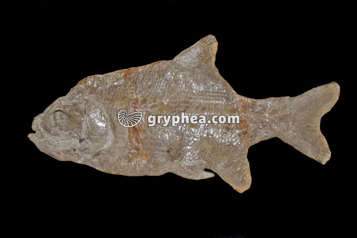 Poisson fossile entier - gryphea.org